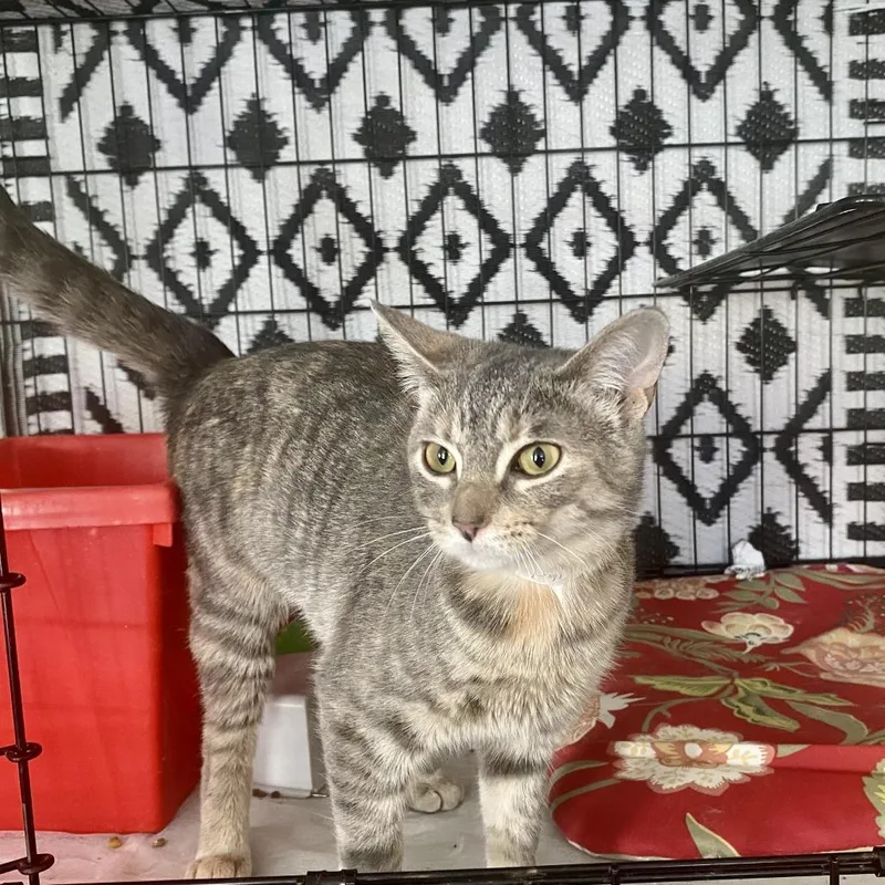 A young medium-sized female Gray / Blue / Silver Domestic Short Hair cat named Ariel for adoption in Westhampton, NY