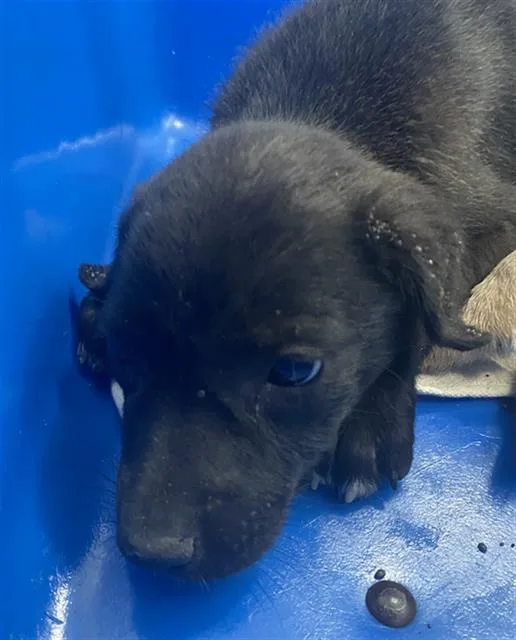A baby large-sized male Mixed Breed dog named Bill for adoption in Dallas, TX