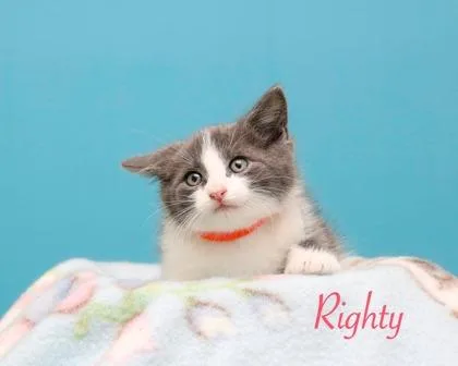 A baby small-sized male Domestic Short Hair cat named Righty for adoption in Parma, OH