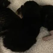 A baby small-sized male Black Domestic Short Hair cat named Vlad for adoption in Pittsburgh, PA