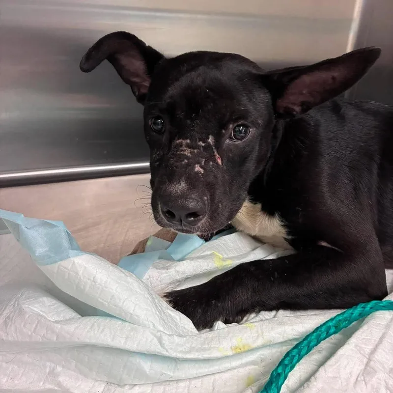 An adult medium-sized female Black American Staffordshire Terrier dog named Mabbel for adoption in Bastrop, TX
