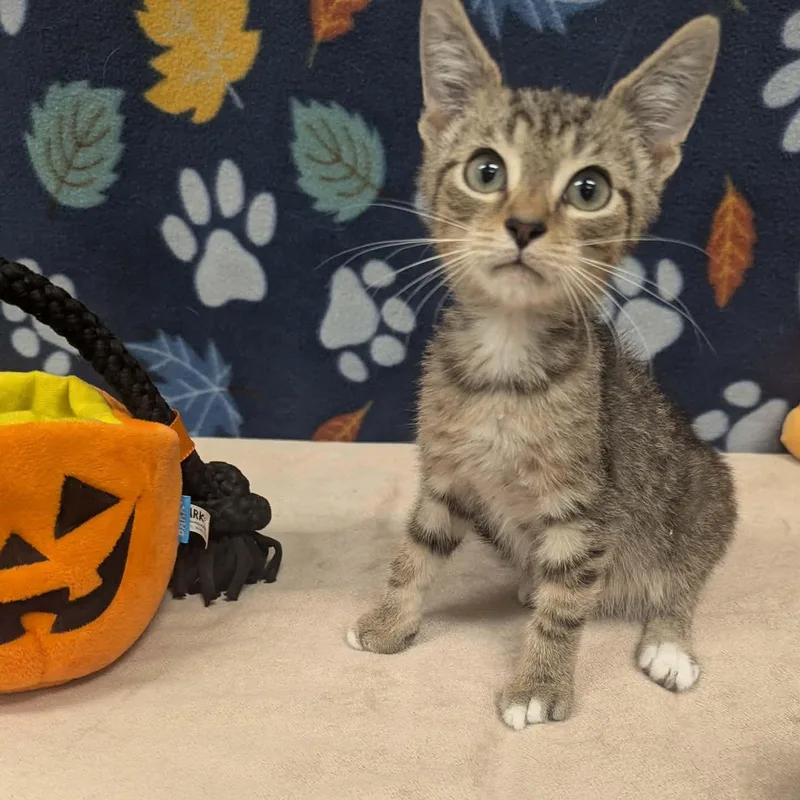 A baby medium-sized male Tabby (Gray / Blue / Silver) Domestic Short Hair cat named Suds for adoption in Logan, OH