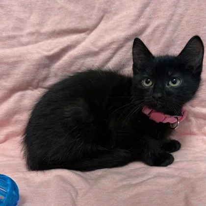 A baby small-sized female Domestic Short Hair cat named Frankie for adoption in Janesville, WI