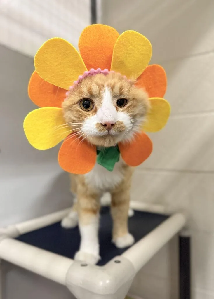 An adult large-sized male Tabby (Orange / Red) Domestic Short Hair cat named Dan for adoption in Fruit Heights, UT