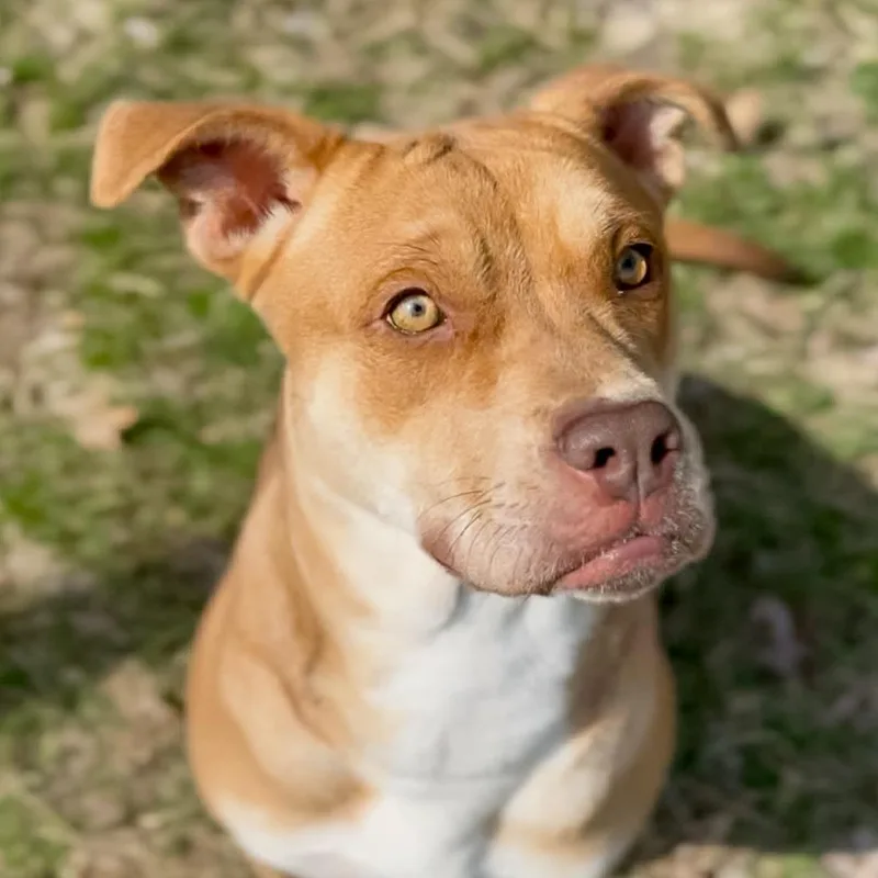 An adult medium-sized female Brown / Chocolate Pit Bull Terrier dog named Miss Scarlett for adoption in Austin, TX
