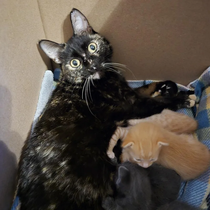 An adult medium-sized female Tortoiseshell Domestic Short Hair cat named Penne for adoption in Tempe, AZ