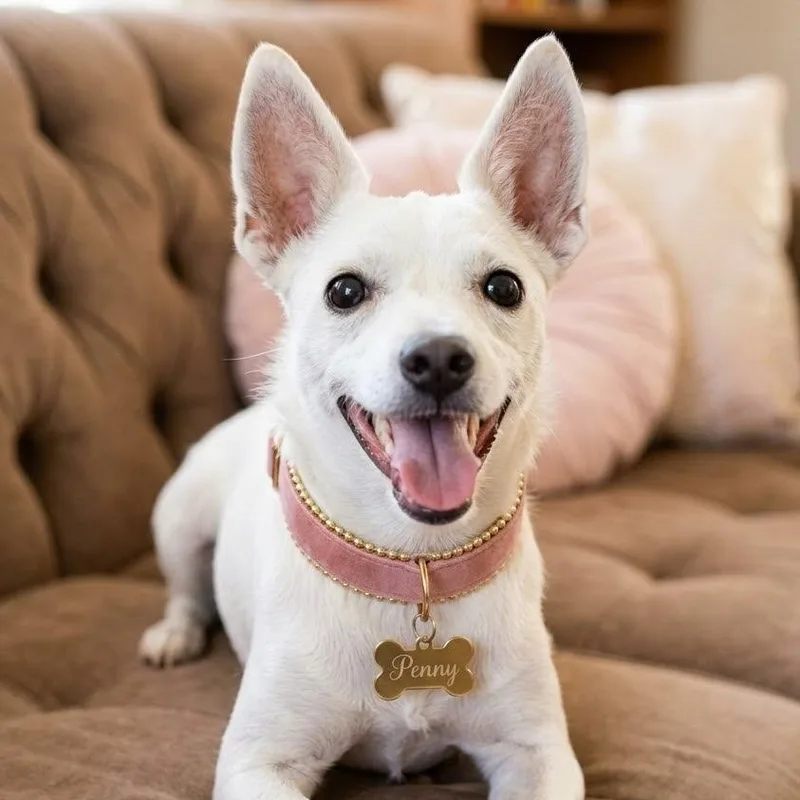 A young small-sized female White / Cream Chihuahua dog named Penny for adoption in Gilbert, AZ