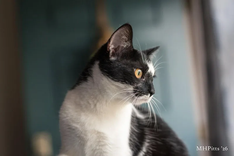 A young medium-sized female Black & White / Tuxedo Domestic Short Hair cat named Meow Ceti for adoption in Georgetown, KY