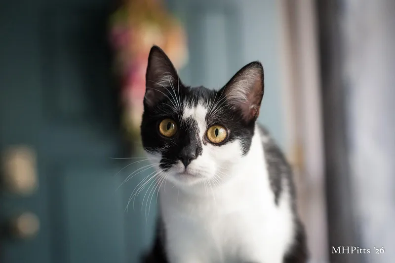 Meow Ceti thumbnail 2