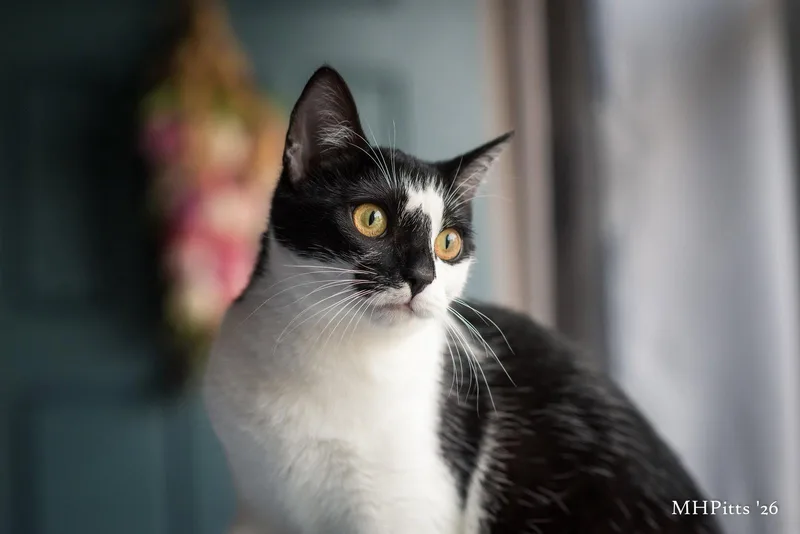 Meow Ceti thumbnail 3