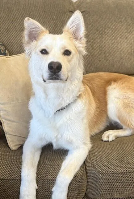An adult medium-sized male White / Cream German Shepherd Dog dog named Magnum for adoption in Pleasant Hill, CA