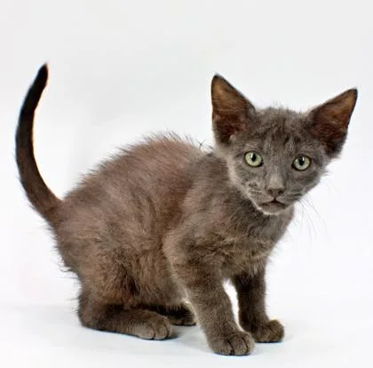 A baby small-sized male Domestic Short Hair cat named Rahu for adoption in Morton Grove, IL