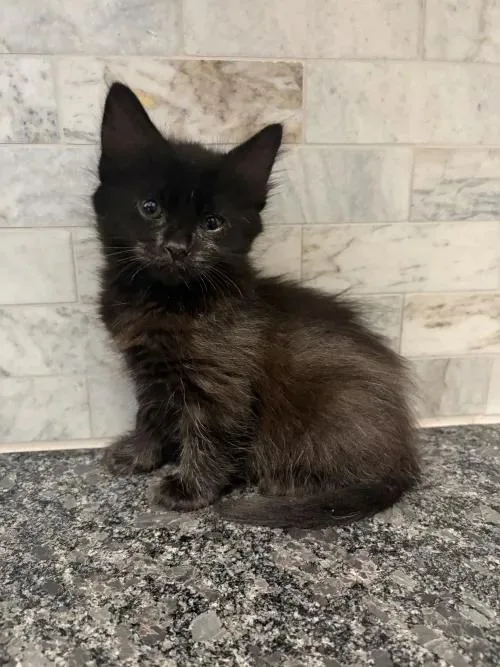 Nyx