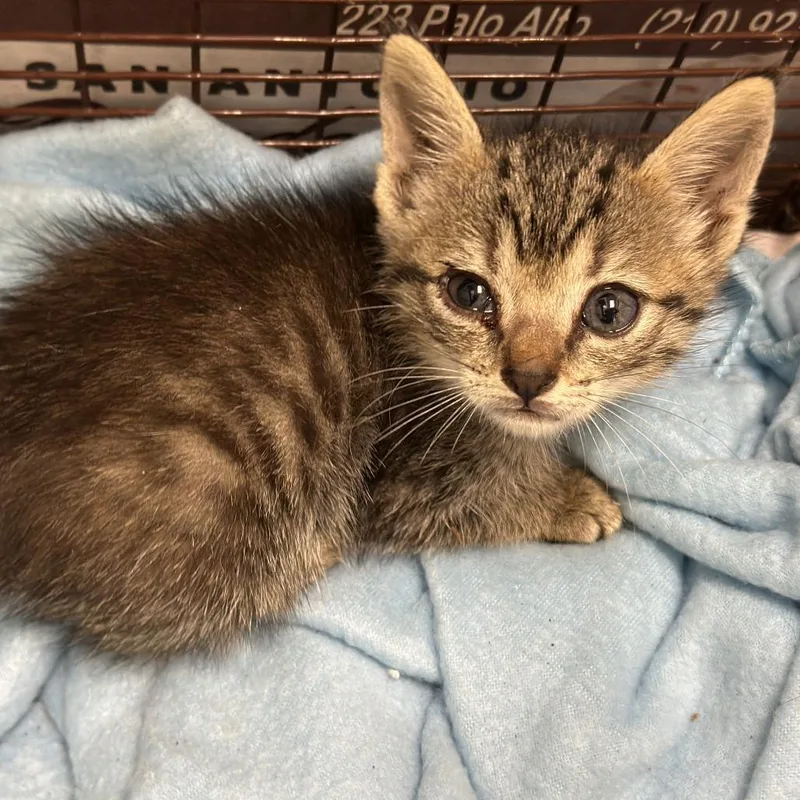 A baby small-sized male Brown / Chocolate Domestic Short Hair cat named Hank the Tank for adoption in San Antonio, TX