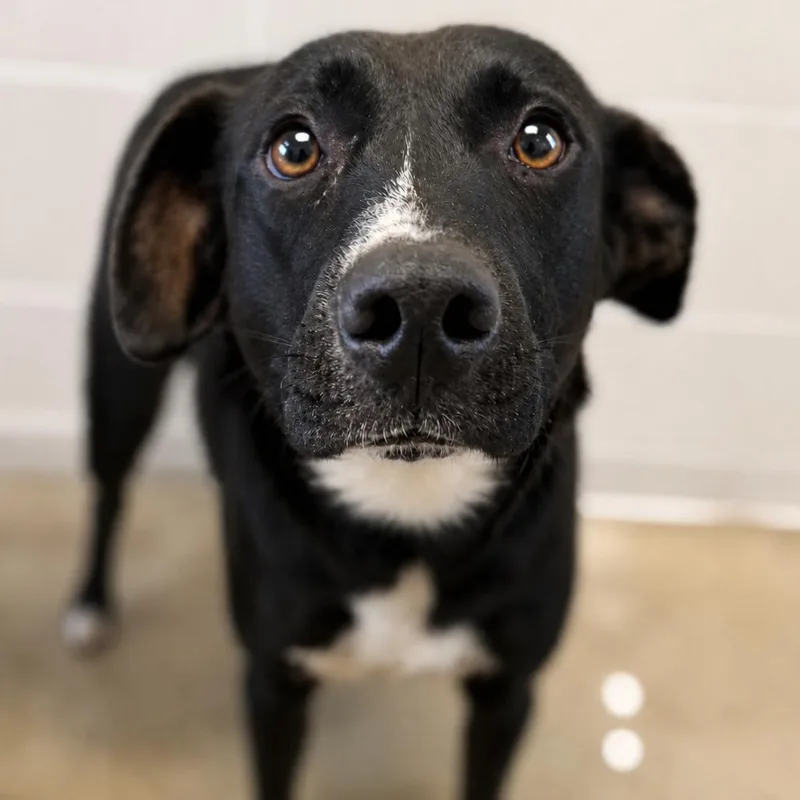 An adult small-sized female Black Labrador Retriever dog named Venus for adoption in Marshall, TX