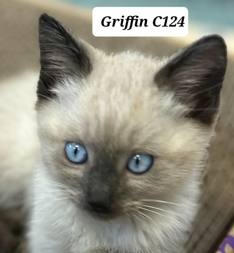 A young small-sized male Siamese cat named Griffin C for adoption in Morganton, NC