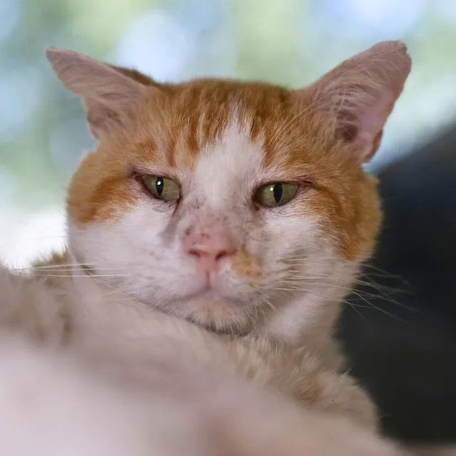 An adult medium-sized male Domestic Short Hair cat named Goldberg for adoption in San Antonio, TX