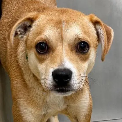 A young small-sized male Yellow / Tan / Blond / Fawn Beagle dog named Simba for adoption in Wichita, KS