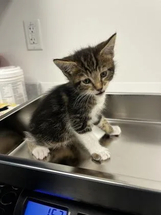 A baby small-sized female Domestic Short Hair cat named Ulna for adoption in Roseville, CA