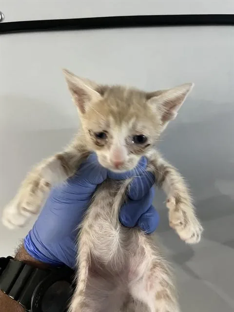 A baby small-sized male Domestic Short Hair cat named Crash for adoption in Miami, FL