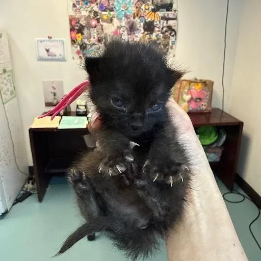 A baby small-sized female Black Domestic Short Hair cat named Viper for adoption in Austin, TX