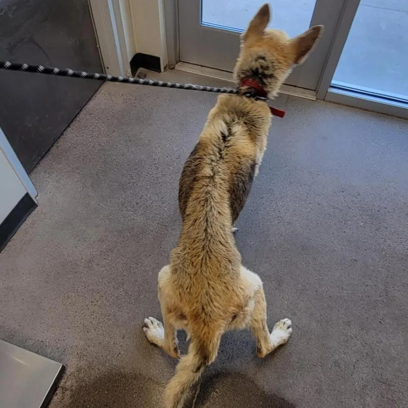 An adult large-sized female Yellow / Tan / Blond / Fawn Mixed Breed dog named Mila for adoption in Las Cruces, NM
