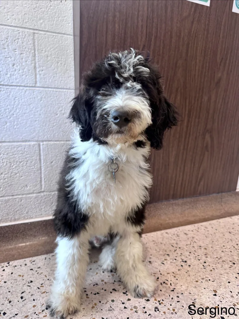 A baby small-sized male Black Poodle dog named Sergino Dest for adoption in Broken Arrow, OK