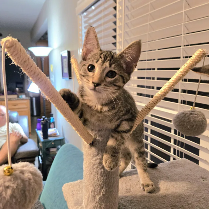 A baby small-sized male Tabby (Gray / Blue / Silver) Domestic Short Hair cat named Avant Garde for adoption in Richmond, VA