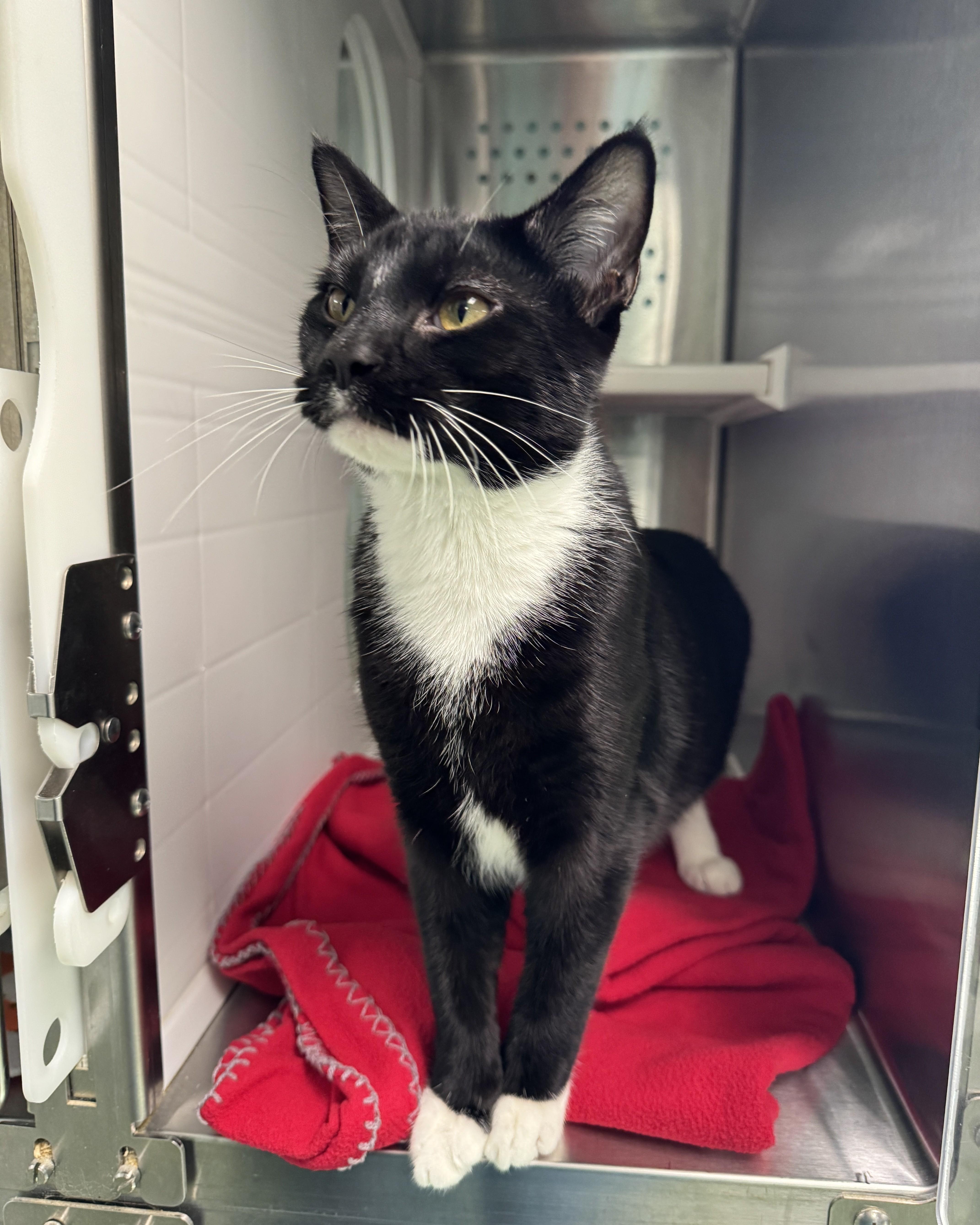 A baby medium-sized male Black Domestic Short Hair cat named McCartney for adoption in Seneca, PA