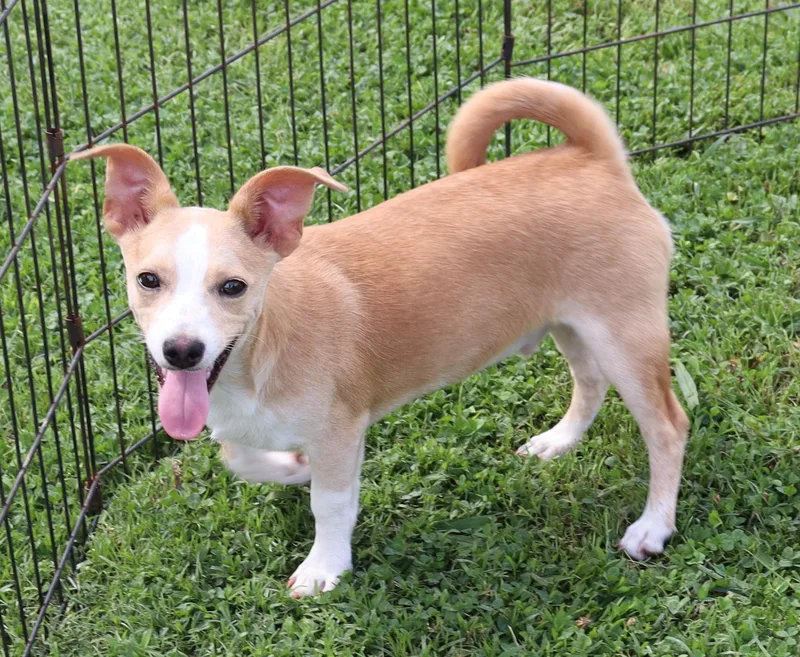 A baby small-sized male Yellow / Tan / Blond / Fawn Chiweenie dog named Leon for adoption in Winchester, TN