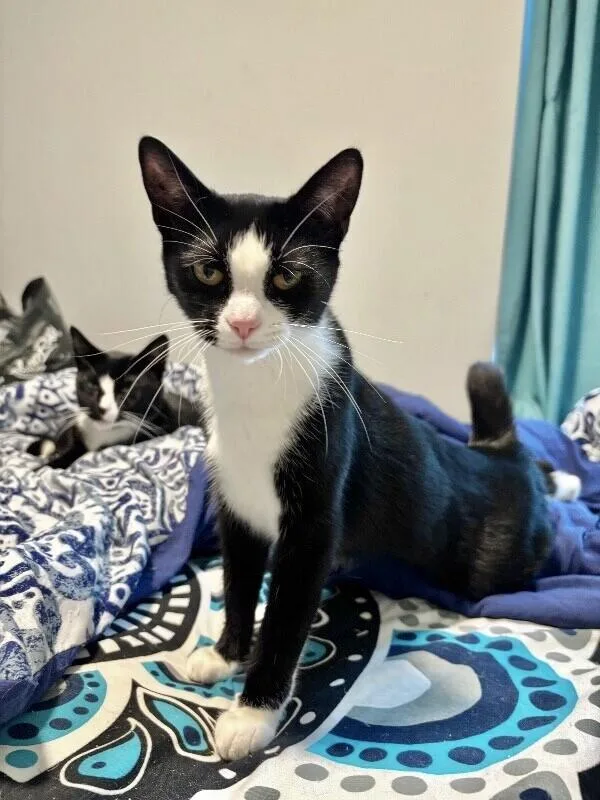 An adult medium-sized female Black Domestic Short Hair cat named Mittens for adoption in North Babylon, NY