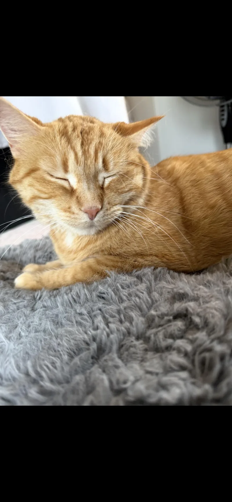 An adult medium-sized female American Shorthair cat named Pumpkin for adoption in Midland, MI