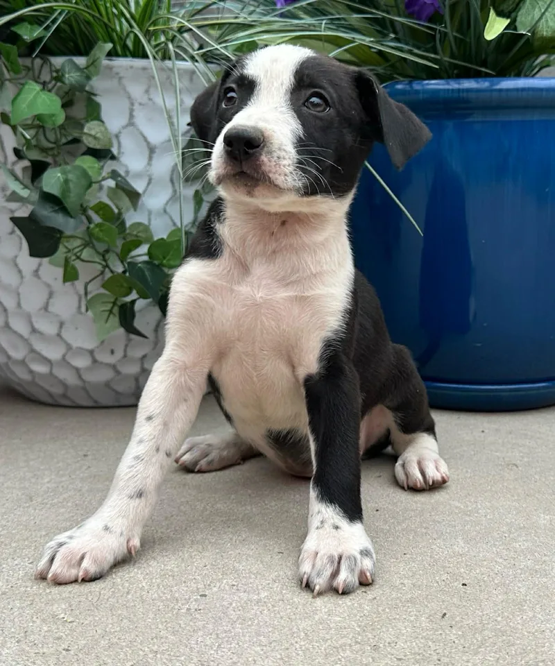 A baby medium-sized female Black Husky dog named Rollo Mini for adoption in Andover, MA