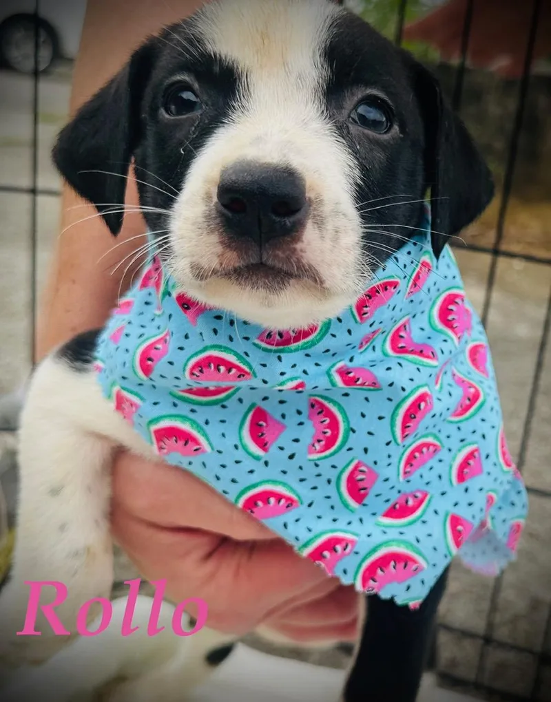 Rollo Mini thumbnail 2