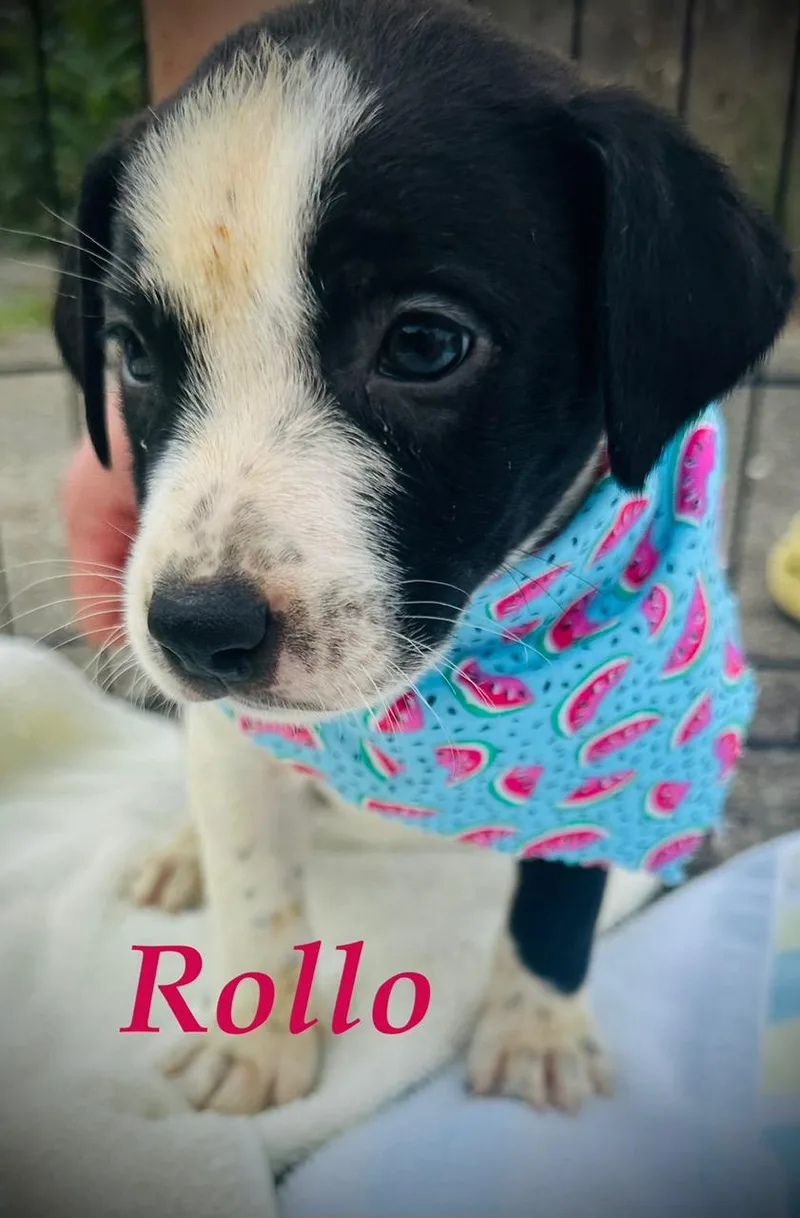 Rollo Mini thumbnail 5