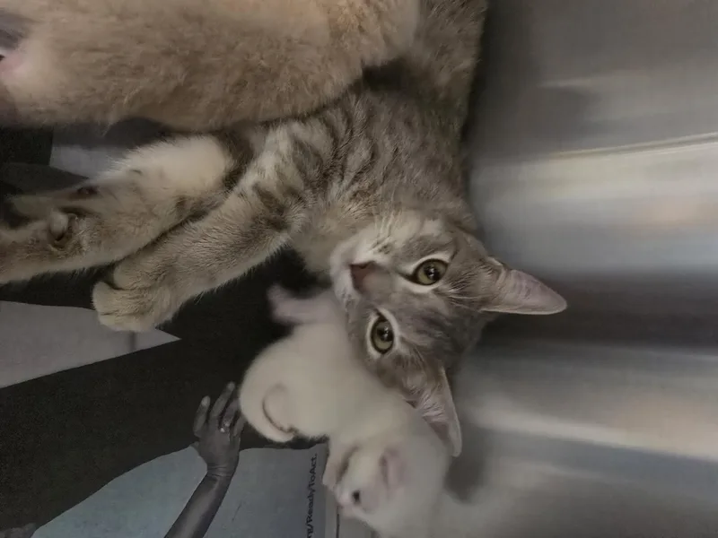 A young medium-sized female Domestic Short Hair cat named Lucy for adoption in Houston, TX