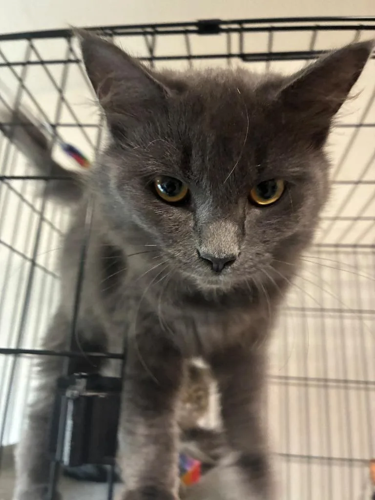 A baby medium-sized female Domestic Long Hair cat named Skye for adoption in Thompson Falls, MT