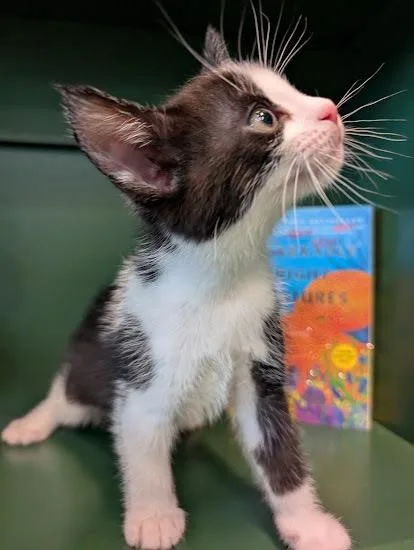 A baby medium-sized male Domestic Short Hair cat named Marcellus for adoption in San Antonio, TX