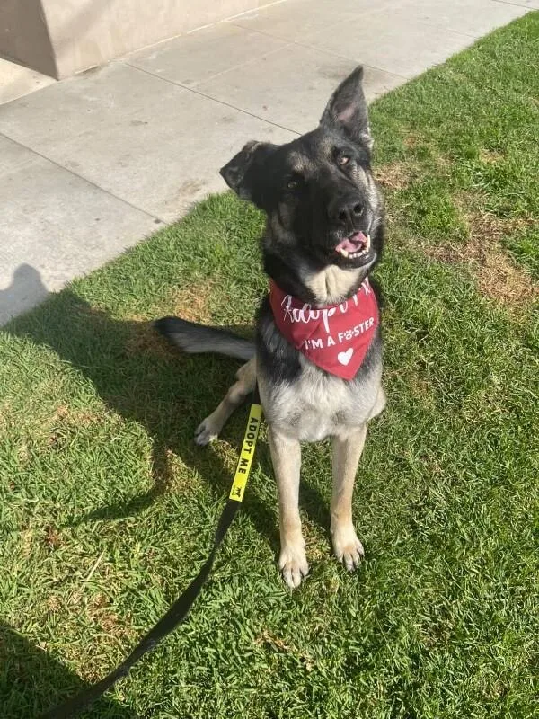 Casanova thumbnail 2