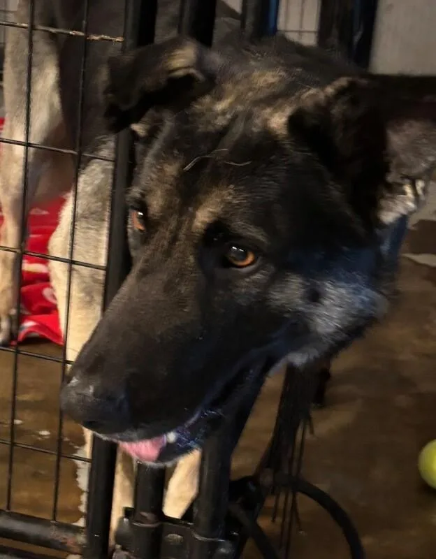 Casanova thumbnail 6