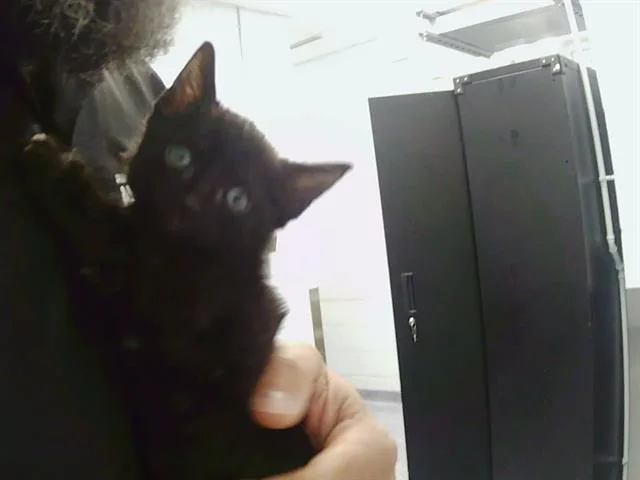 A baby small-sized male Domestic Short Hair cat named Hollis for adoption in Charlotte, NC