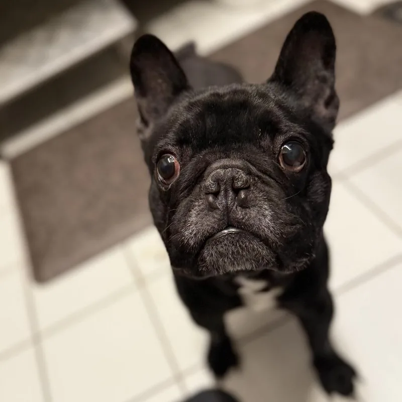 An adult small-sized male Black French Bulldog dog named Tex for adoption in Madison, WI