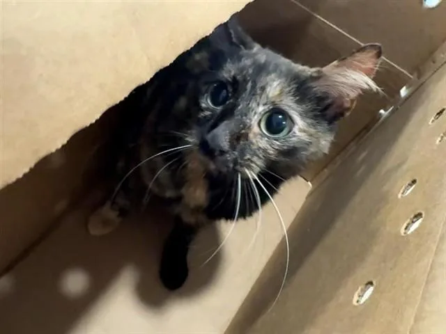 An adult small-sized female Domestic Short Hair cat named Emily for adoption in Saint Louis, MO