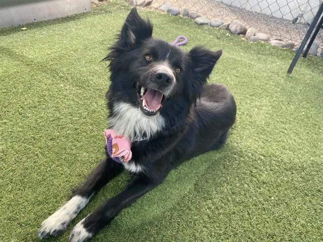 A young large-sized female Border Collie dog named Alchemy for adoption in Phoenix, AZ