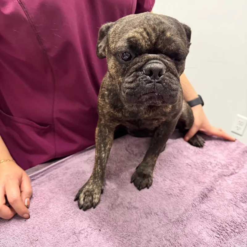 An adult small-sized female French Bulldog dog named Cookie for adoption in Chico, CA