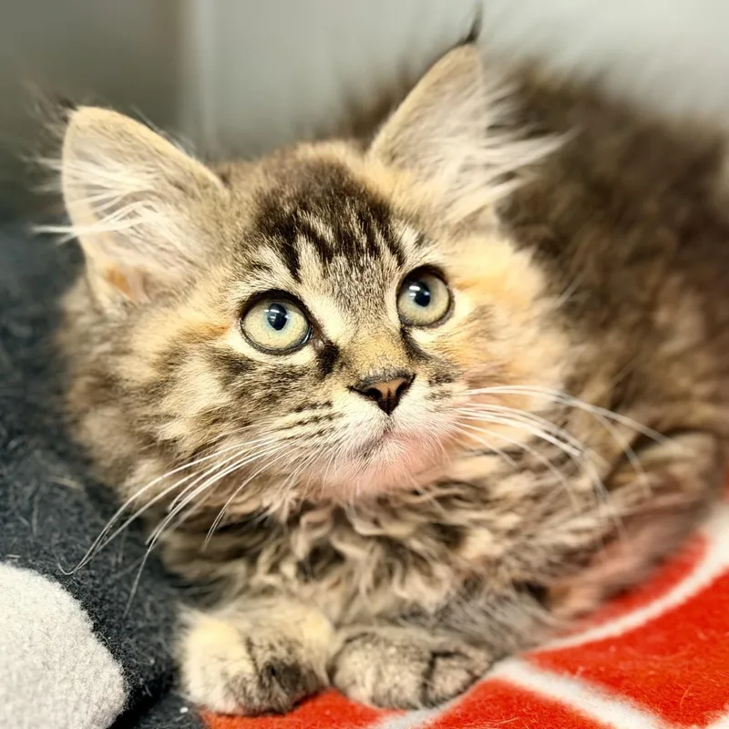 A baby medium-sized female Tabby (Tiger Striped) Domestic Long Hair cat named Stevie for adoption in Jackson, NJ