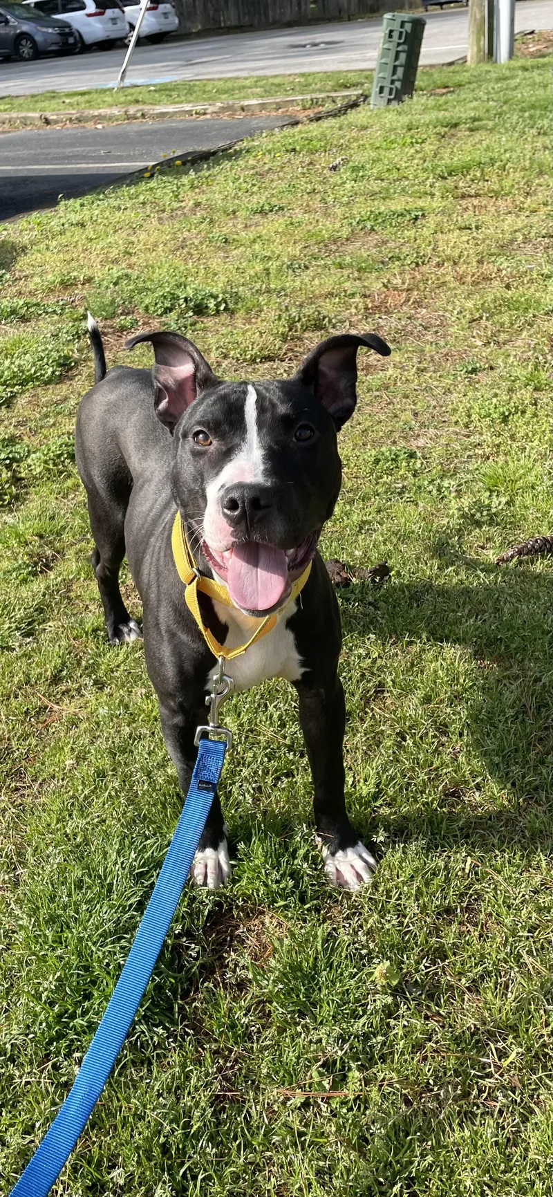 A young medium-sized male Black Pit Bull Terrier dog named Nico for adoption in Richmond, VA