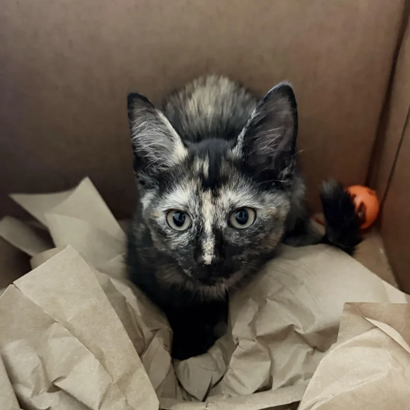A baby medium-sized female Tortoiseshell Domestic Short Hair cat named Chianti for adoption in BROOKLYN, NY
