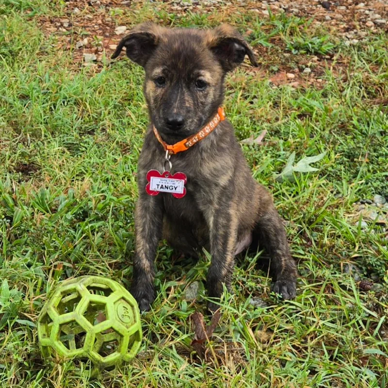 A baby small-sized female Terrier dog named Tangy for adoption in Wake Forest, NC