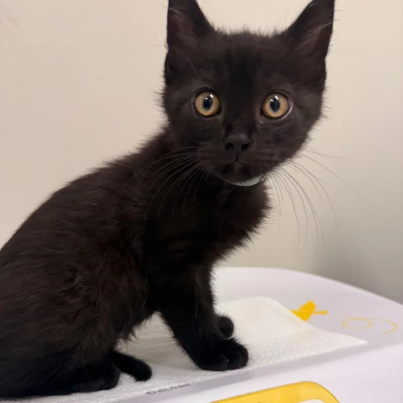 A baby small-sized male Black Domestic Short Hair cat named Henry for adoption in Chattanooga, TN